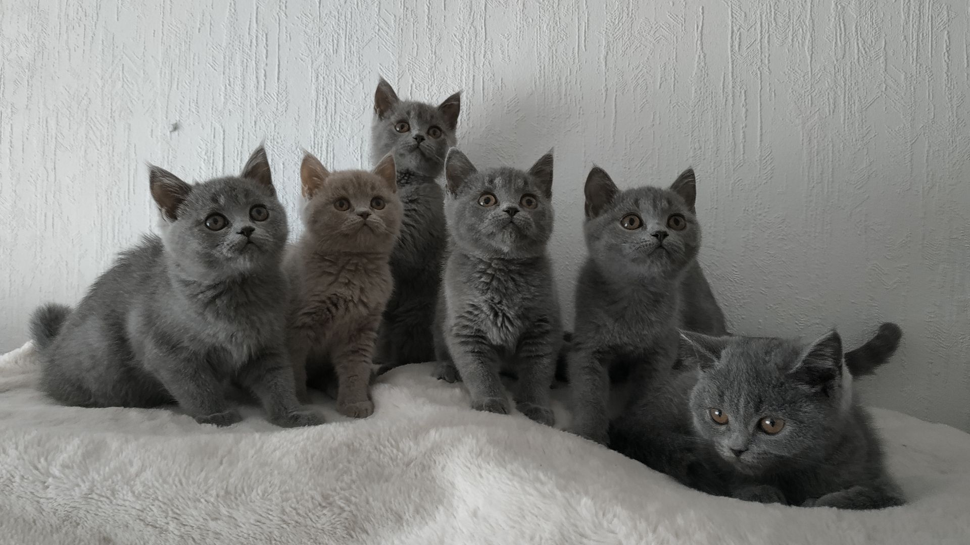 Süße BKH-Kätzchen