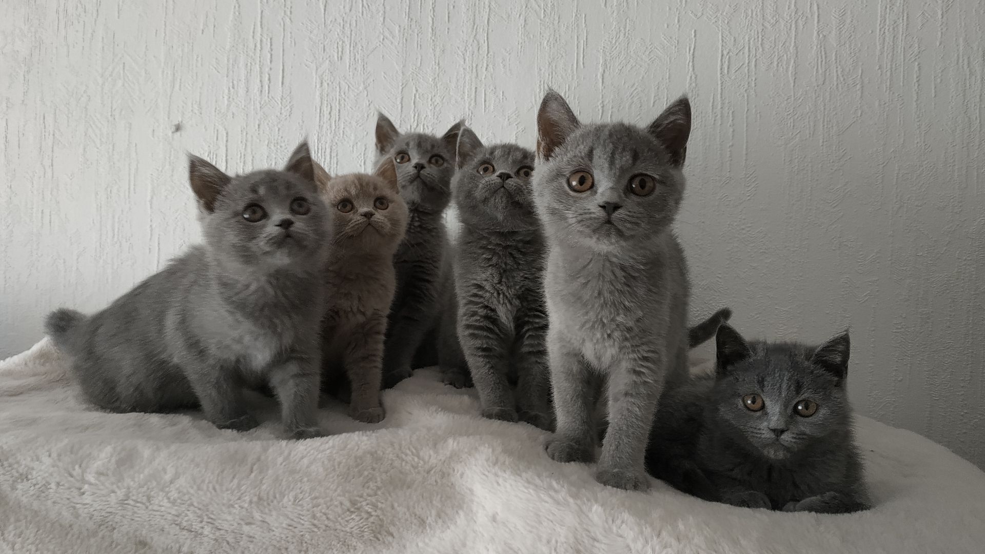 Süße BKH-Kätzchen