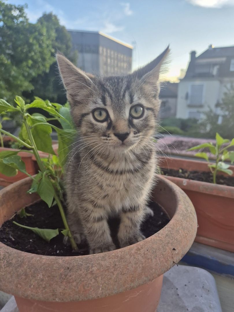 Süße Katzenbabys mit British Kurzhaar & Maine-Coon-Eltern suchen Zuhause