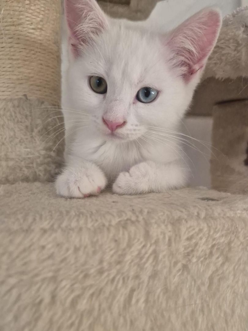 Süße Katzenbabys mit British Kurzhaar & Maine-Coon-Eltern suchen Zuhause