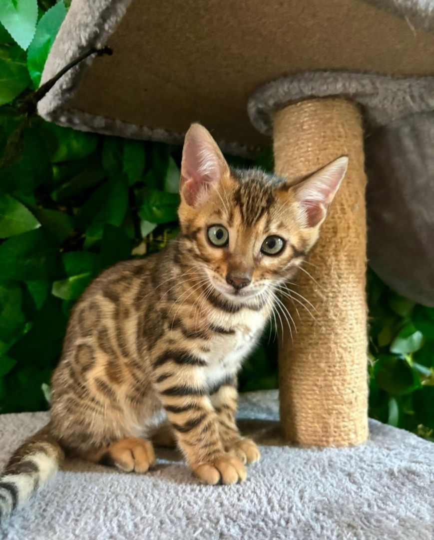 Bengal-Kätzchen