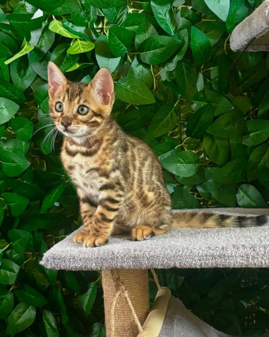 Bengal-Kätzchen