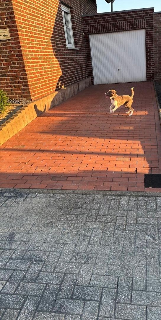 Border Collie Rüde abzugeben