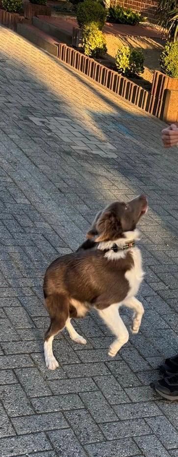 Border Collie Rüde abzugeben