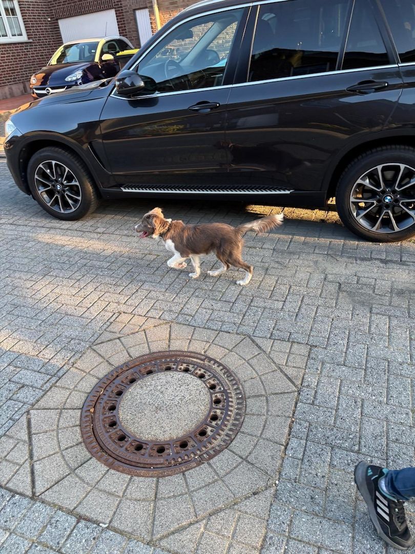 Border Collie Rüde abzugeben