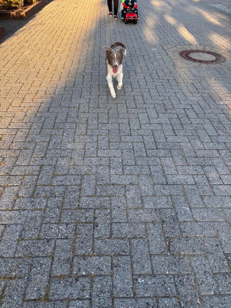 Border Collie Rüde abzugeben