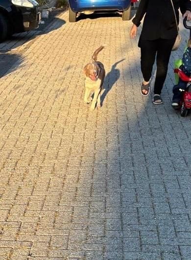Border Collie Rüde abzugeben