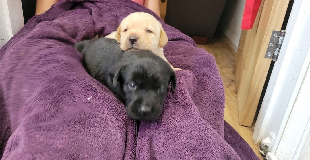 Labrador Retriever Labrador Retriever