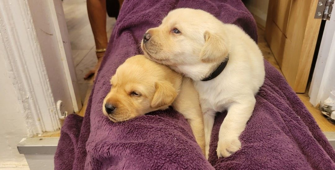 Labrador Retriever Labrador Retriever