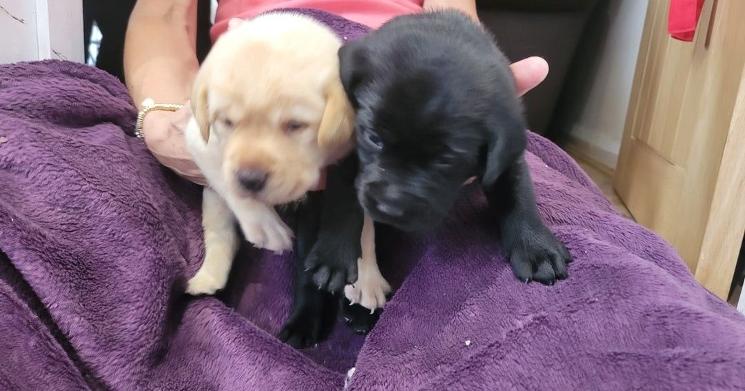 Labrador Retriever Labrador Retriever