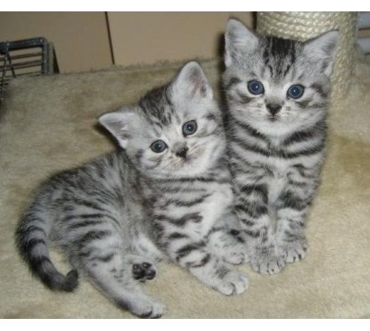 süße BKH Kitten süße BKH Kitten