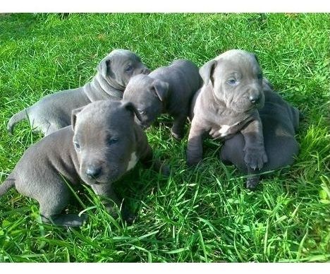 American Blue-Line Pit Bull Terrier Welpen
