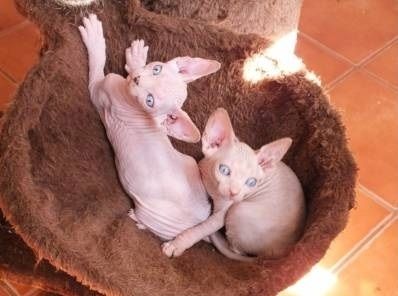 2 Sphynx-Kätzchen