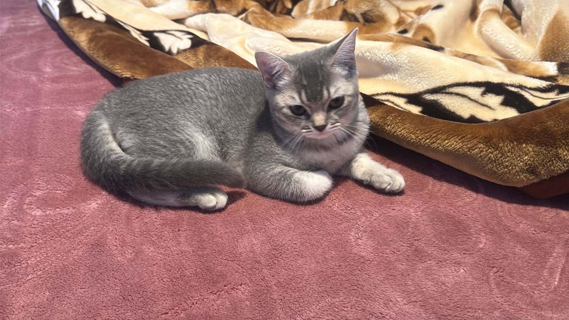 Reinrassiges Britisch-Kurzhaar-Baby sucht liebevolles Zuhause 🐾❤️ Reinrassiges Britisch-Kurzhaar-Baby sucht liebevolles Zuhause 🐾❤️