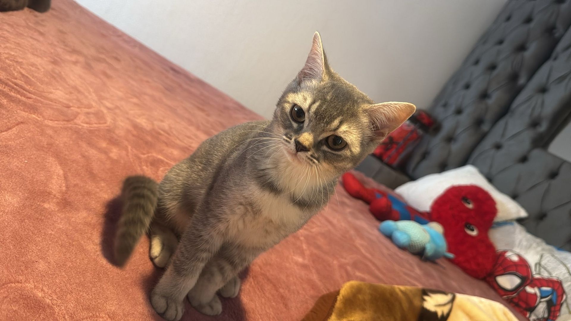 Reinrassiges Britisch-Kurzhaar-Baby sucht liebevolles Zuhause 🐾❤️ Reinrassiges Britisch-Kurzhaar-Baby sucht liebevolles Zuhause 🐾❤️