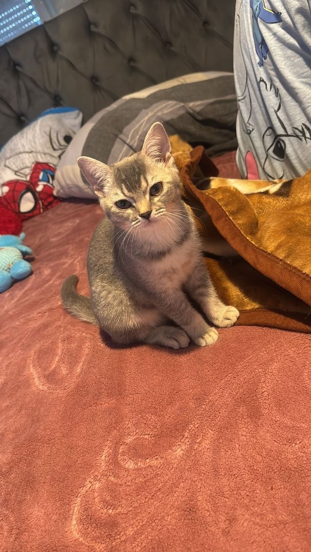 Reinrassiges Britisch-Kurzhaar-Baby sucht liebevolles Zuhause 🐾❤️ Reinrassiges Britisch-Kurzhaar-Baby sucht liebevolles Zuhause 🐾❤️