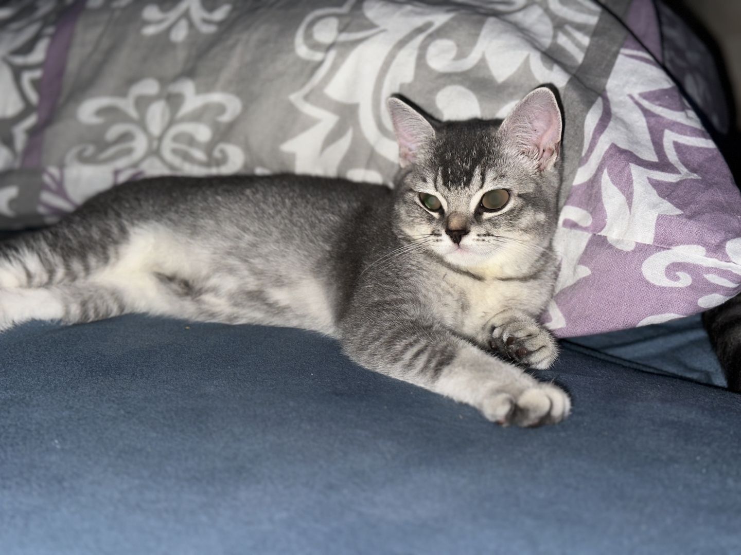 Reinrassiges Britisch-Kurzhaar-Baby sucht liebevolles Zuhause 🐾❤️ Reinrassiges Britisch-Kurzhaar-Baby sucht liebevolles Zuhause 🐾❤️