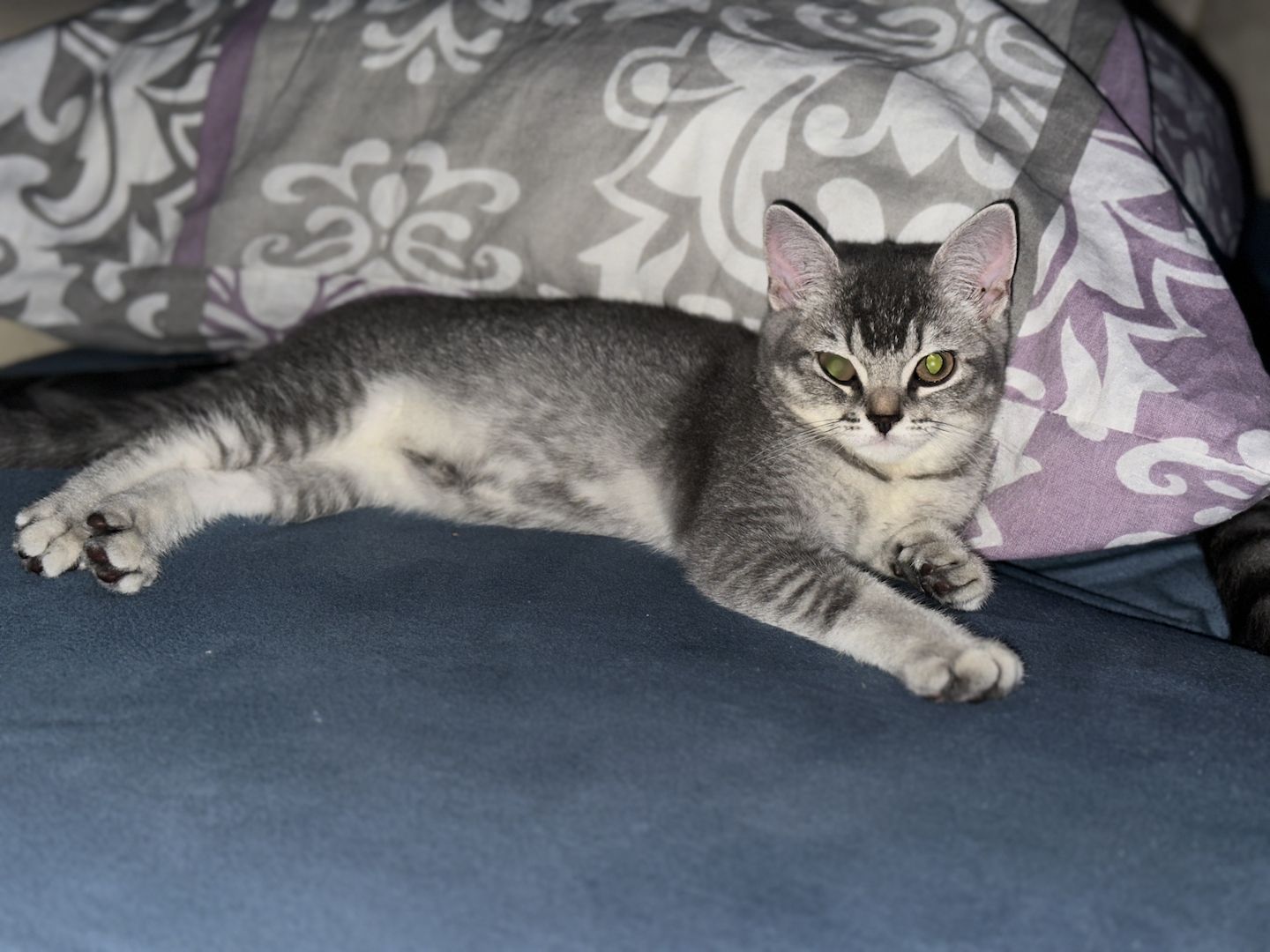 Reinrassiges Britisch-Kurzhaar-Baby sucht liebevolles Zuhause 🐾❤️ Reinrassiges Britisch-Kurzhaar-Baby sucht liebevolles Zuhause 🐾❤️