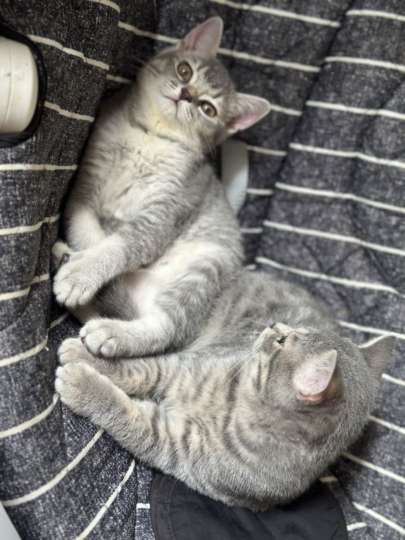 Reinrassiges Britisch-Kurzhaar-Baby sucht liebevolles Zuhause 🐾❤️ Reinrassiges Britisch-Kurzhaar-Baby sucht liebevolles Zuhause 🐾❤️