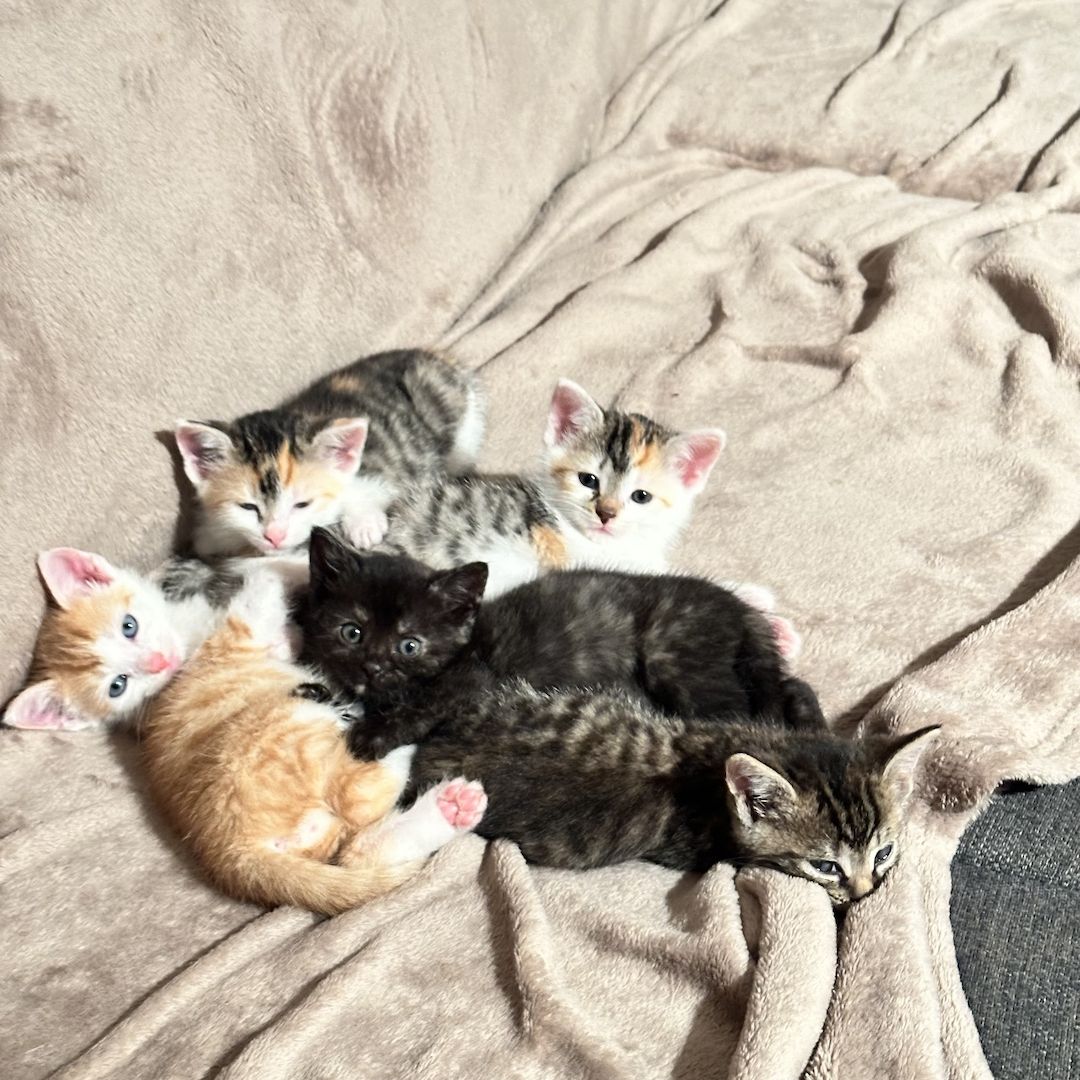 Süße Kätzchen suchen ein liebevolles Zuhause – jetzt reservieren!