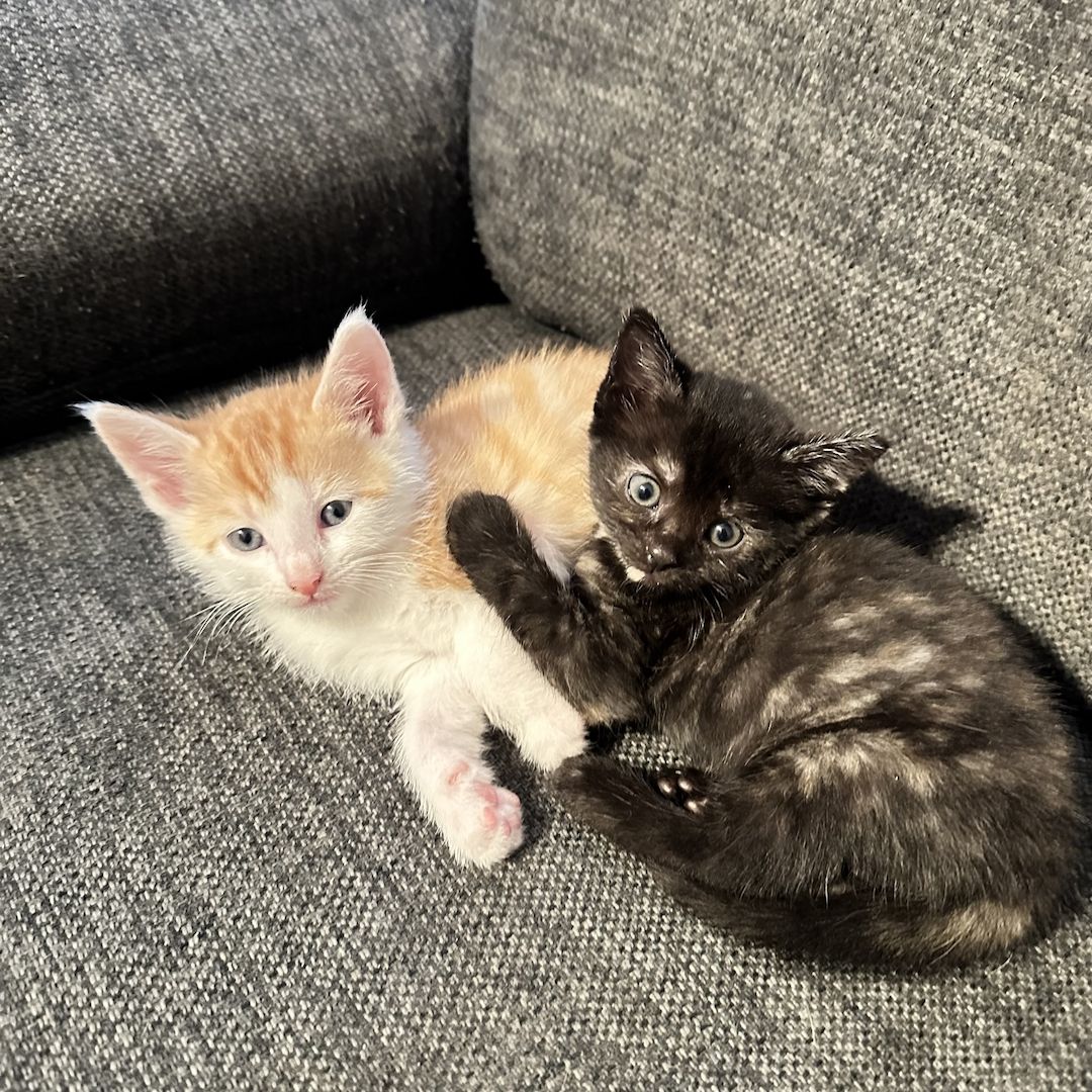 Süße Kätzchen suchen ein liebevolles Zuhause – jetzt reservieren!