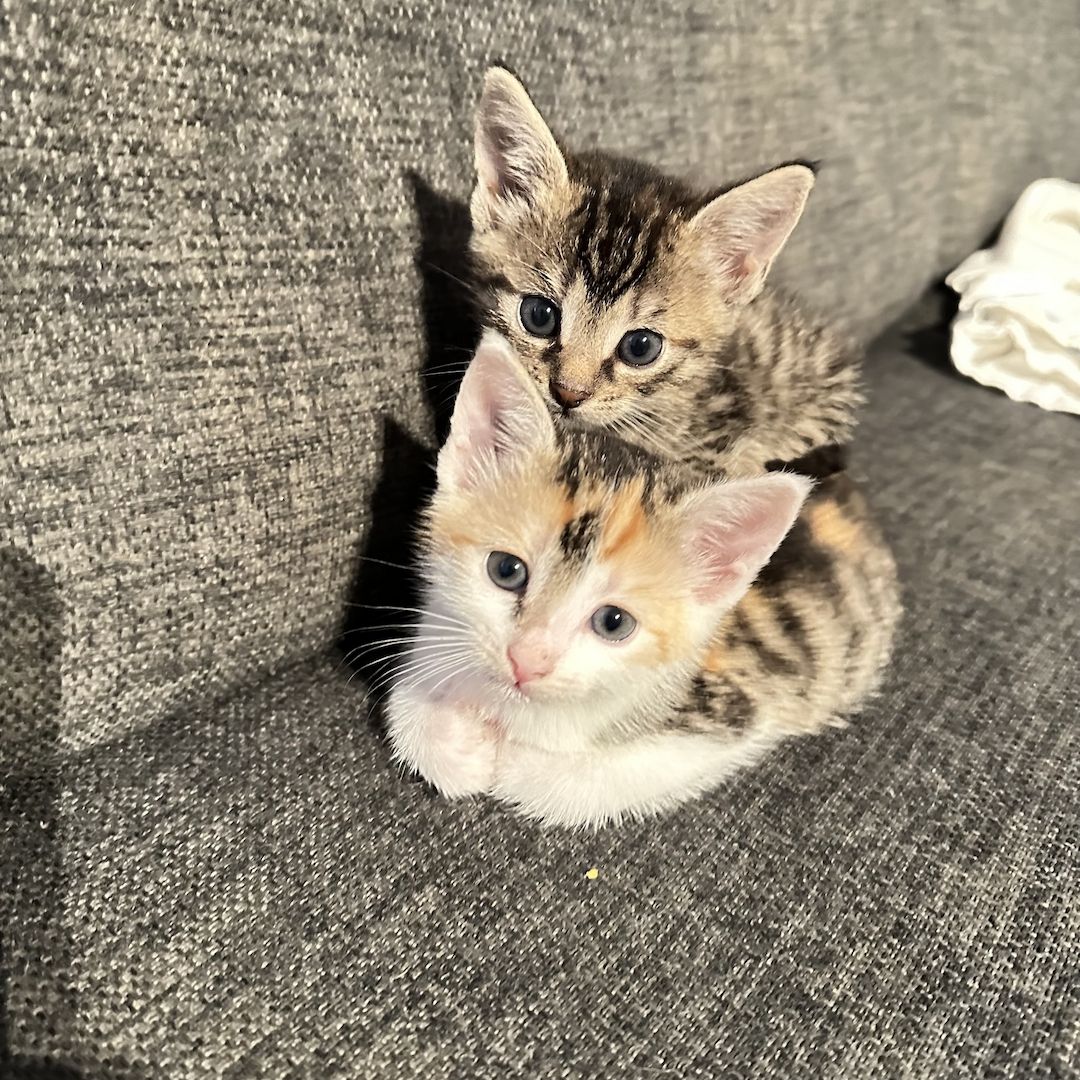 Süße Kätzchen suchen ein liebevolles Zuhause – jetzt reservieren!
