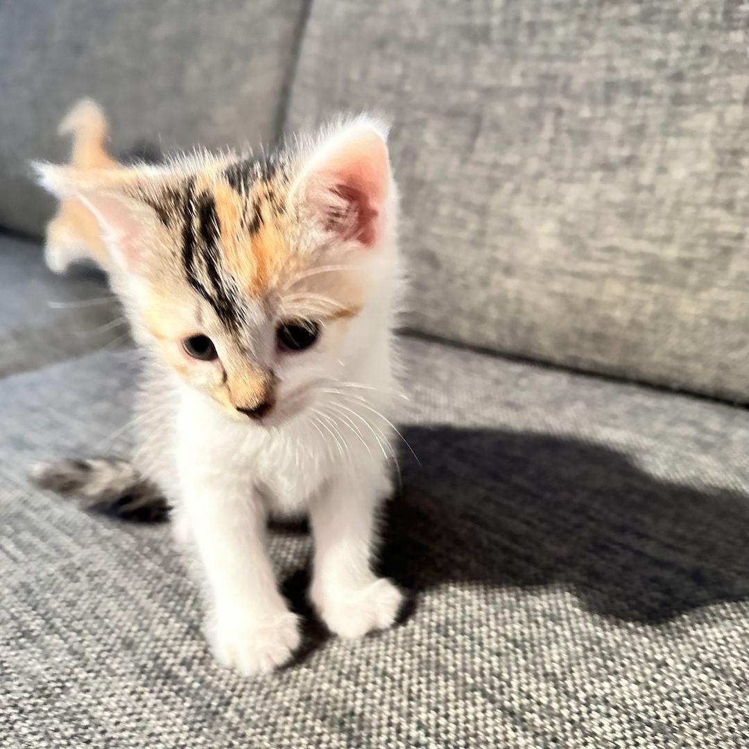 Süße Kätzchen suchen ein liebevolles Zuhause – jetzt reservieren!