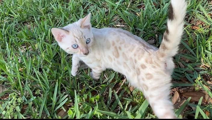Unsere Bengal Kitten suchen liebevolles Zuhause