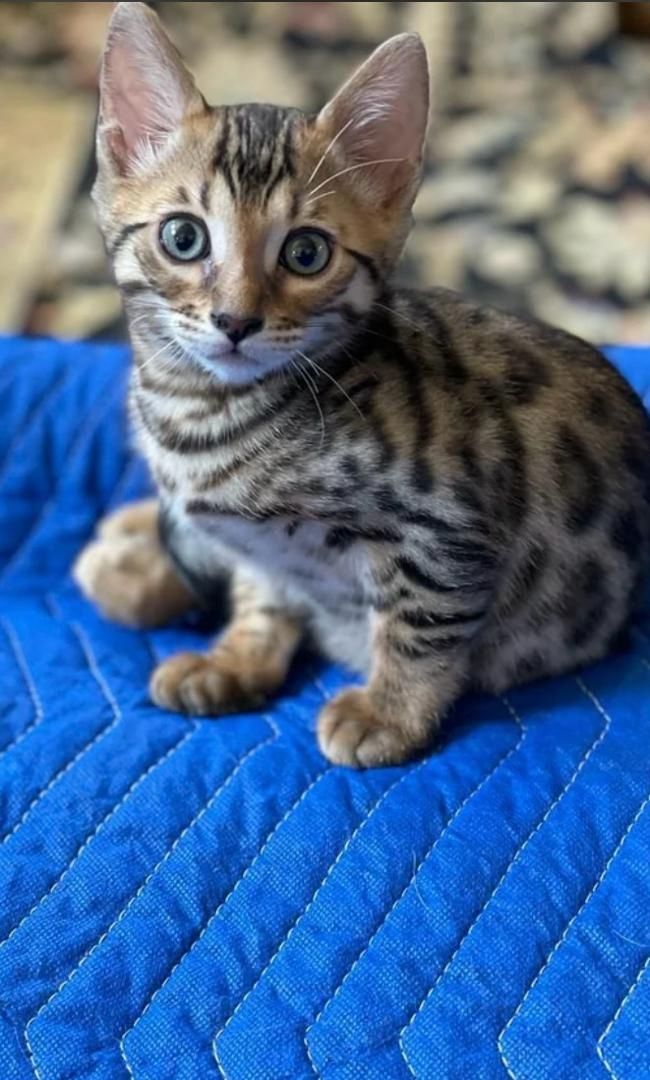 Unsere Bengal Kitten suchen liebevolles Zuhause
