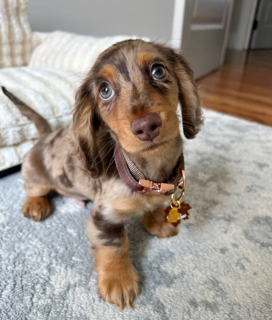 Wunderschöne Dackelwelpen zu verkaufen