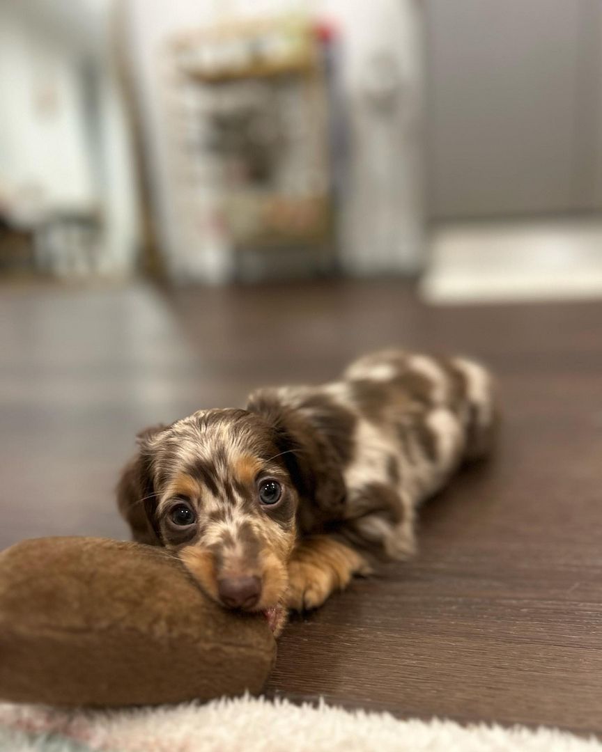 Wunderschöne Dackelwelpen zu verkaufen