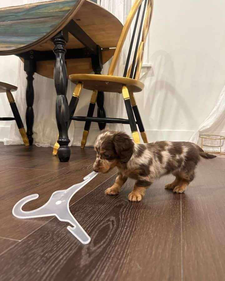 Wunderschöne Dackelwelpen zu verkaufen