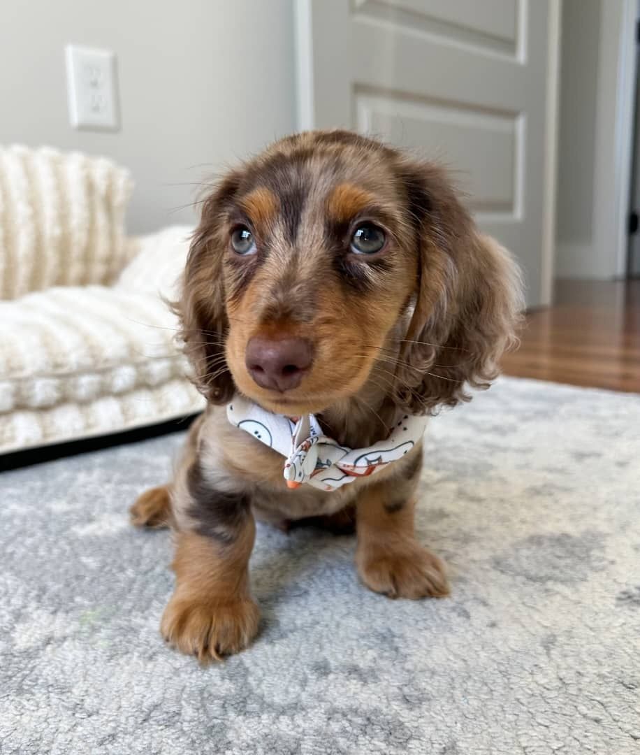 Wunderschöne Dackelwelpen zu verkaufen