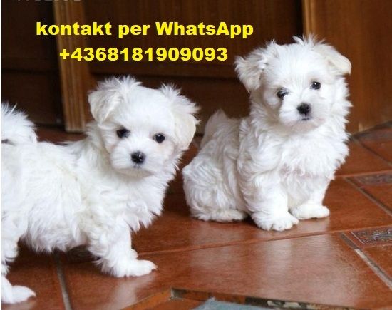 Mini Malteser welpen