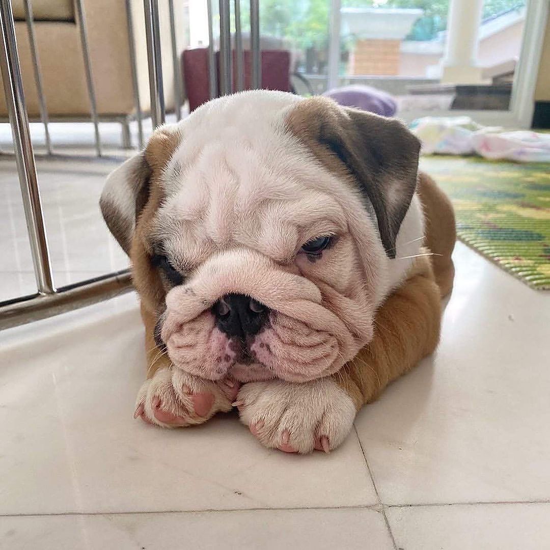 Englische Bulldogge welpen