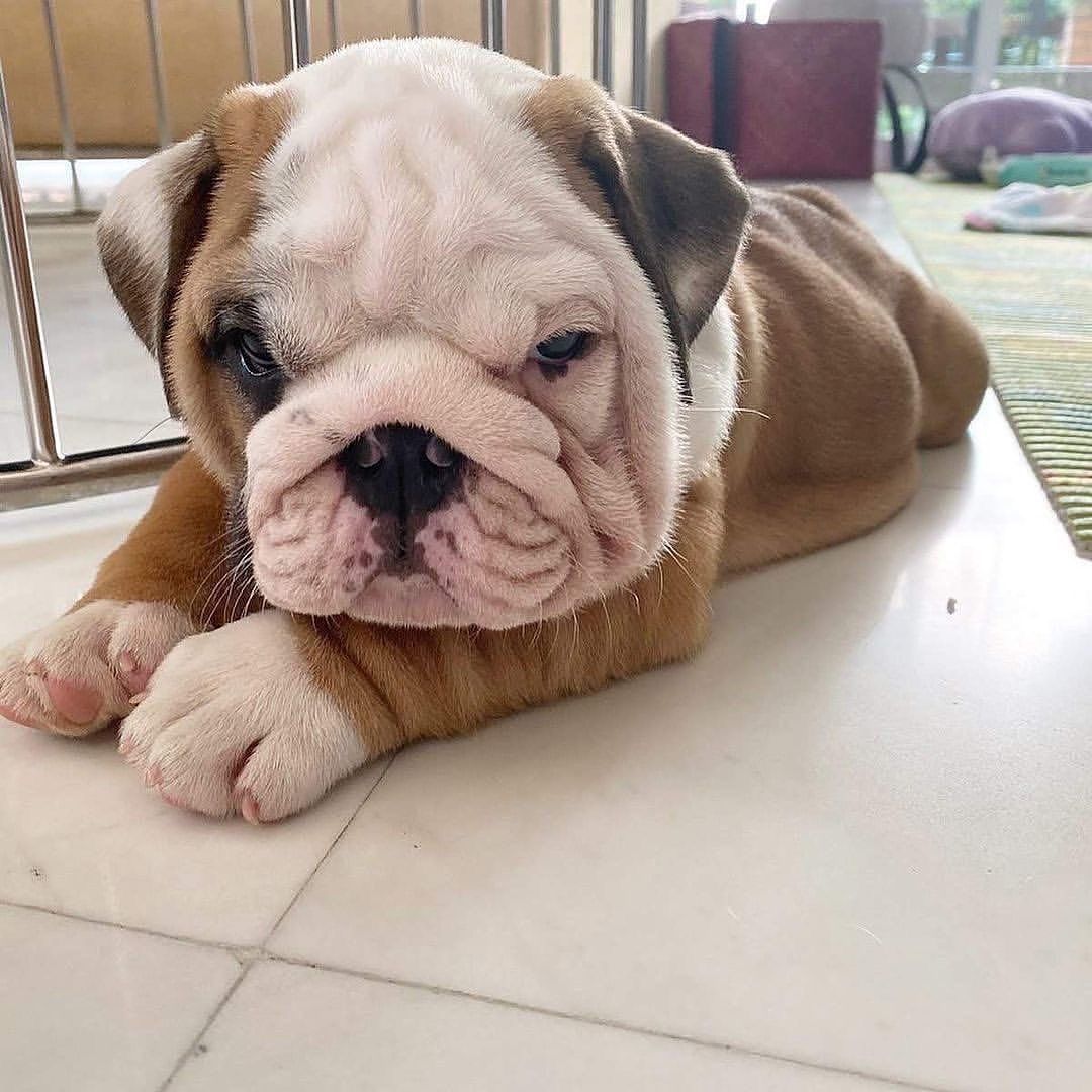 Englische Bulldogge welpen