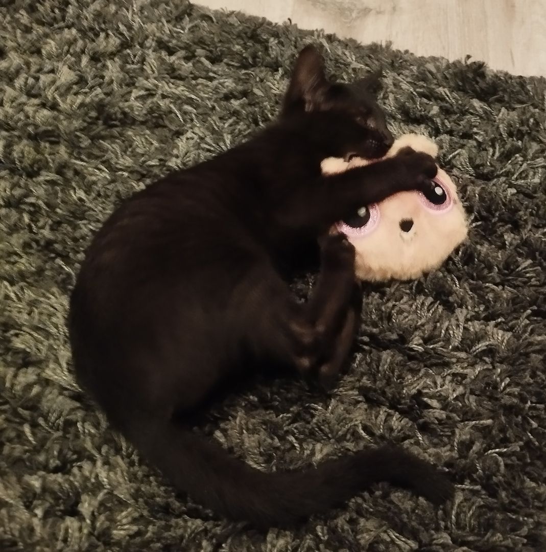 Katzenbaby schwarz sehr lieb und Stubenrein