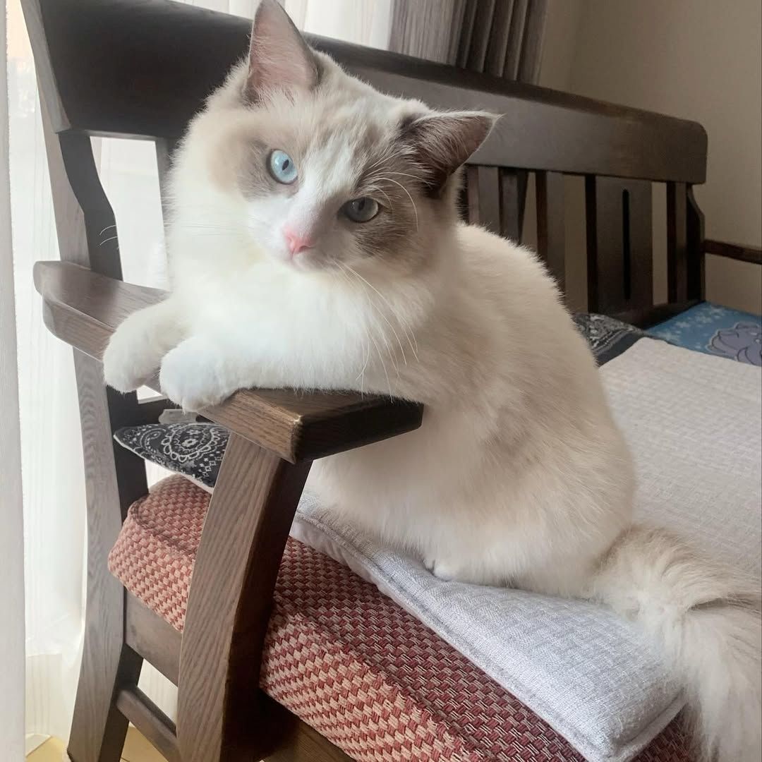 Männliche und weibliche registrierte Ragdoll-Kätzchen zu verkaufen