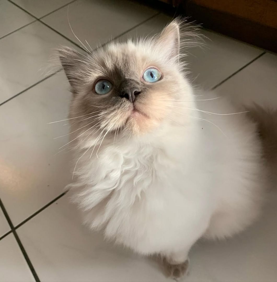 Männliche und weibliche registrierte Ragdoll-Kätzchen zu verkaufen