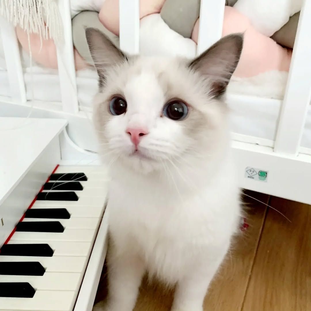 Männliche und weibliche registrierte Ragdoll-Kätzchen zu verkaufen