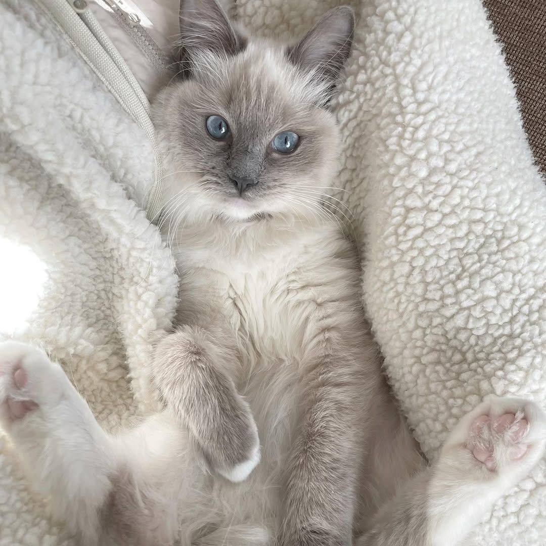 Männliche und weibliche registrierte Ragdoll-Kätzchen zu verkaufen