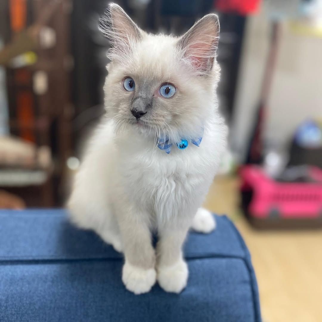 Männliche und weibliche registrierte Ragdoll-Kätzchen zu verkaufen