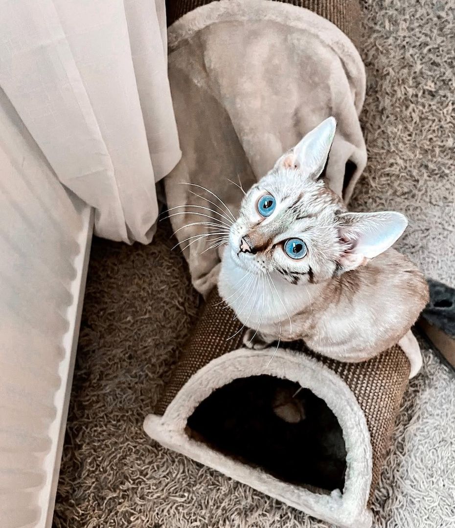 Bengal-Kätzchen verfügbar