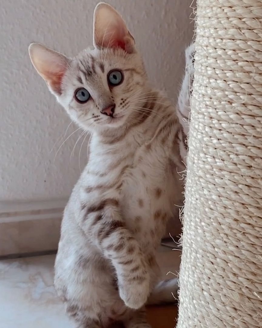 Bengal-Kätzchen verfügbar