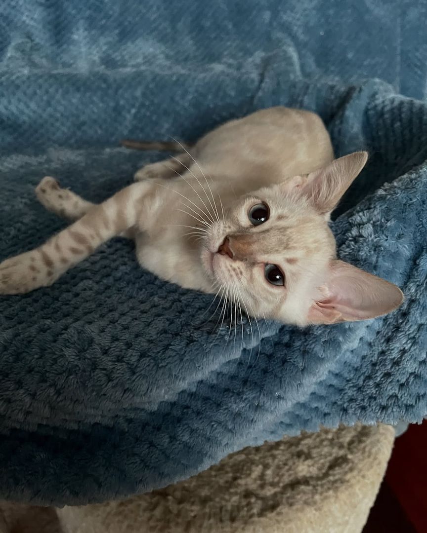 Bengal-Kätzchen verfügbar