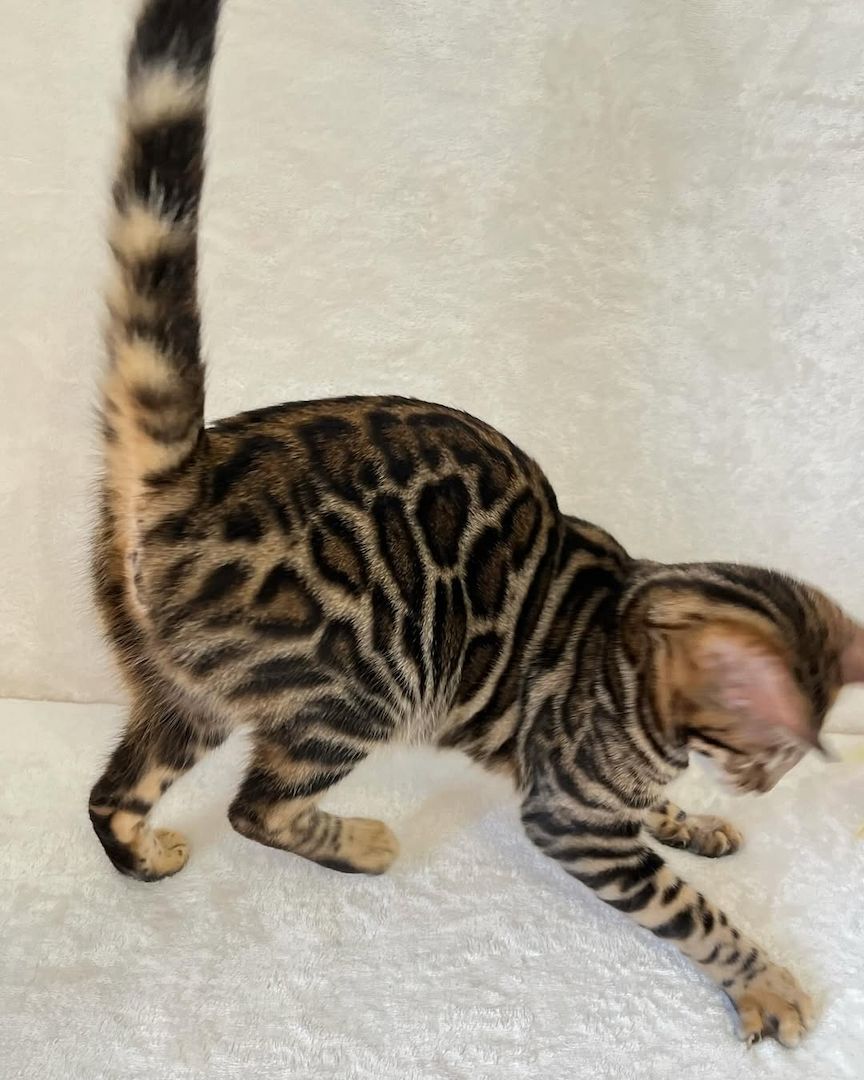 Bengal-Kätzchen verfügbar