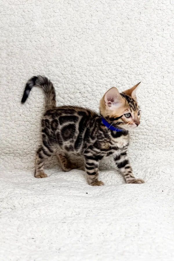 Bengal-Kätzchen verfügbar