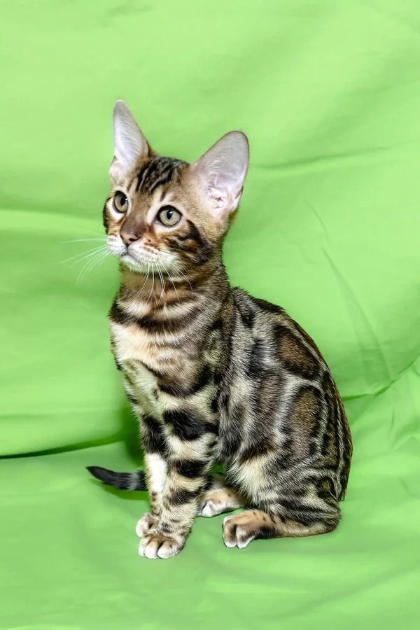 Bengal-Kätzchen verfügbar