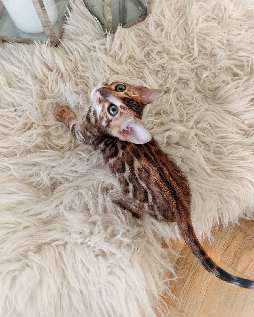 Bengal-Kätzchen verfügbar