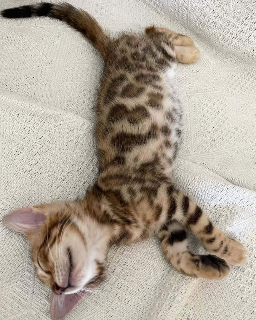 Bengal-Kätzchen verfügbar